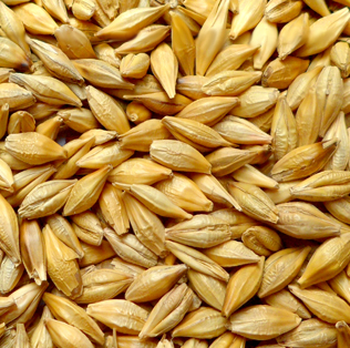 原产地优质大麦、小麦