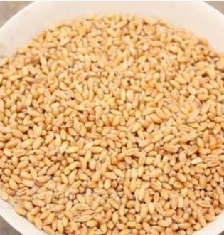 澳洲小麦仁批发 进口脱皮小麦 食品厂小麦粉原料原粮